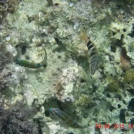 Xrobb L Ghagin * 马尔萨什洛克