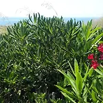 Xrobb L Ghagin * Marsaxlokk